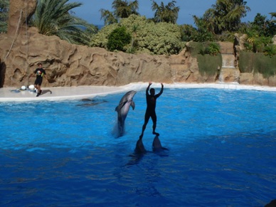 saut du dauphin